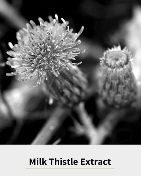 Milk Thistle Extract.jpg
