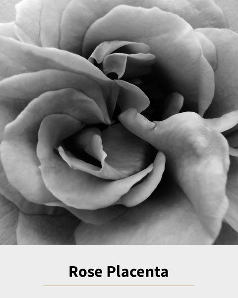 Rose Placenta.jpg