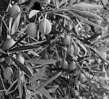 Olive_edited.jpg